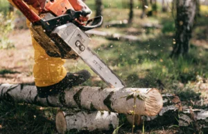 Daños causados por una poda mal realizada en un árbol urbano